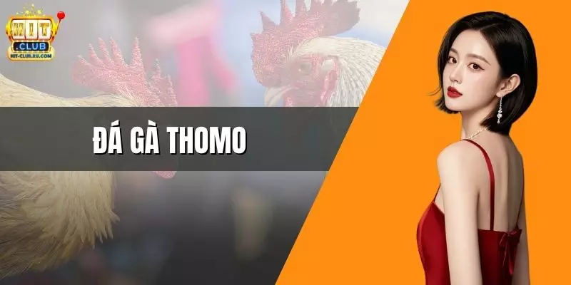 Đá Gà Thomo - Nơi Cung Cấp Những Trận Chiến Kinh Điển