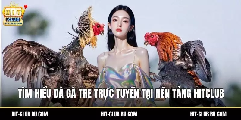 Tìm hiểu đá gà tre trực tuyến tại nền tảng HitClub